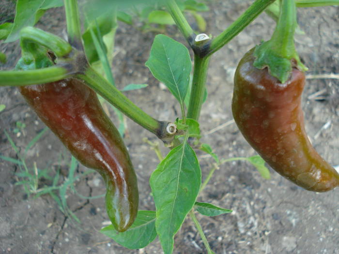 Piccante di Cayenna (2009, August 04) - Piccante di Cayenna Pepper