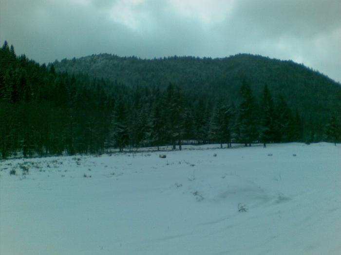 17012009(016) - vanatoare padure