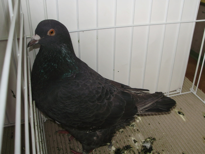 texan 3 - 1509 str 1