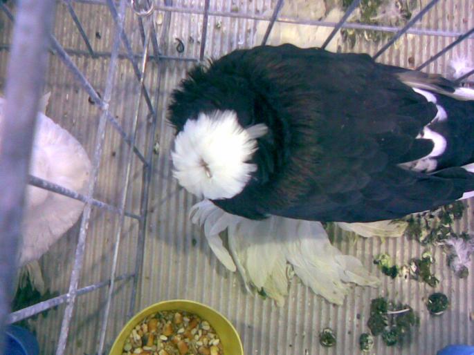 buh 7 - 1503 partea 1