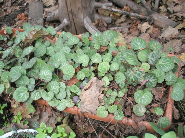 Saxifraga sarmentosa - 31.10 - plante de exterior - 2009 - 2010