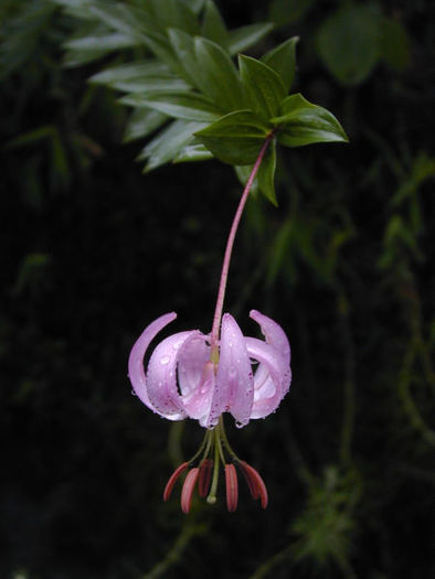 450px-Lilium_wardii