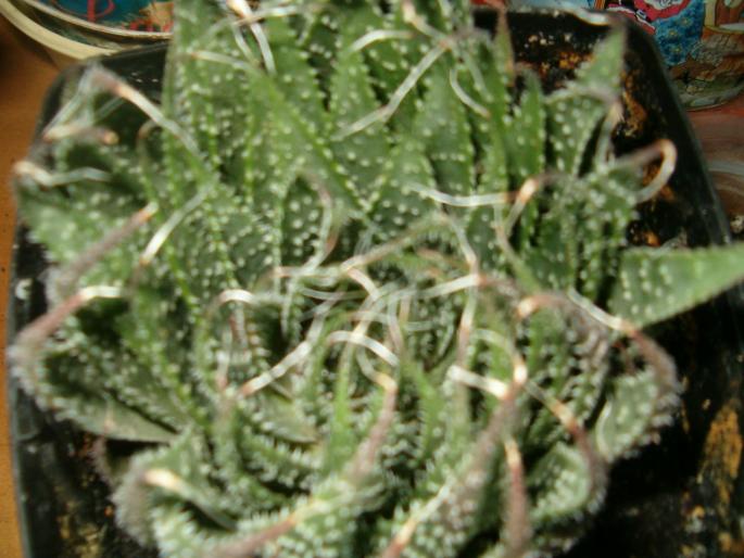 haworthia care de fapt este aloe aristata - Suculente