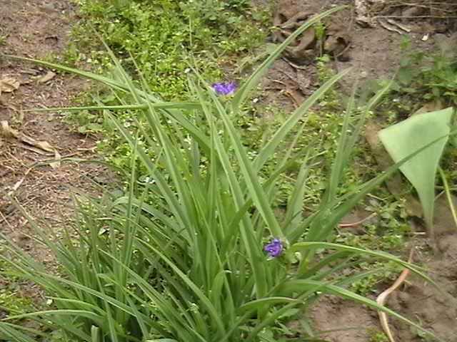 IMGA0451 - gradina mea cu flori