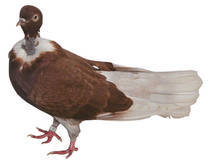 zburator romanesc gat golas - X-TODAS LAS RASAS DE PALOMAS EN EL MUNDO