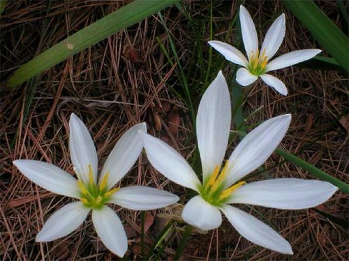 ai132386n441781 - animale si flori