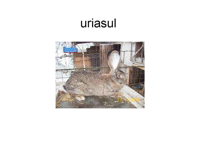 uriasul - S-au vandut 09 02 2010