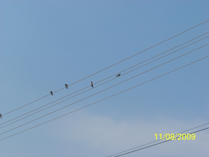 100_9755 - Marca 1-jud Salaj