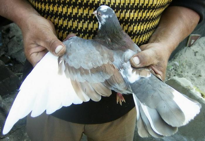 Indigo heterozigot recessive red 