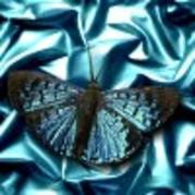 fluture