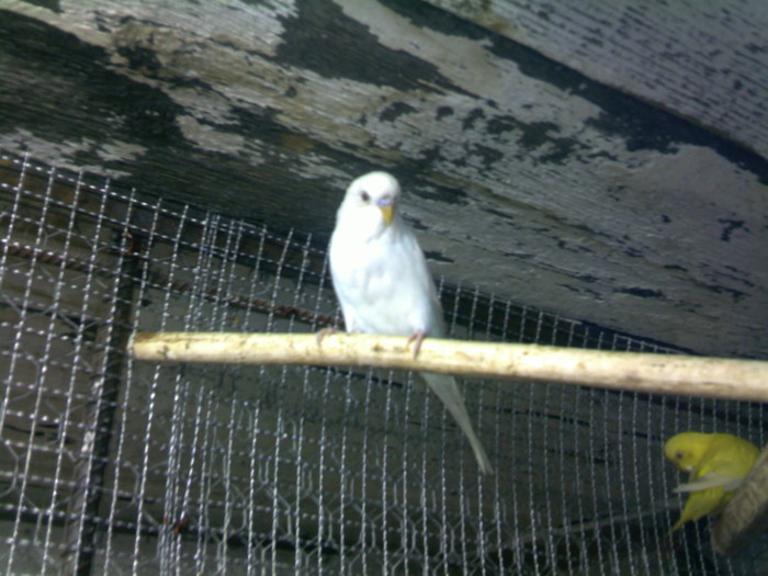 perus alb; un mascul tinerel
