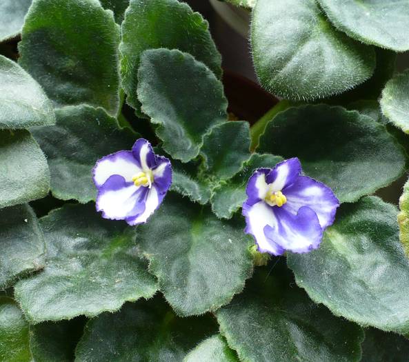 P1130401 - Saintpaulia - violete de camera