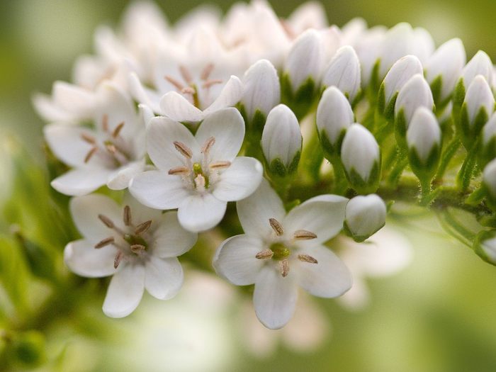 Spring Blossoms