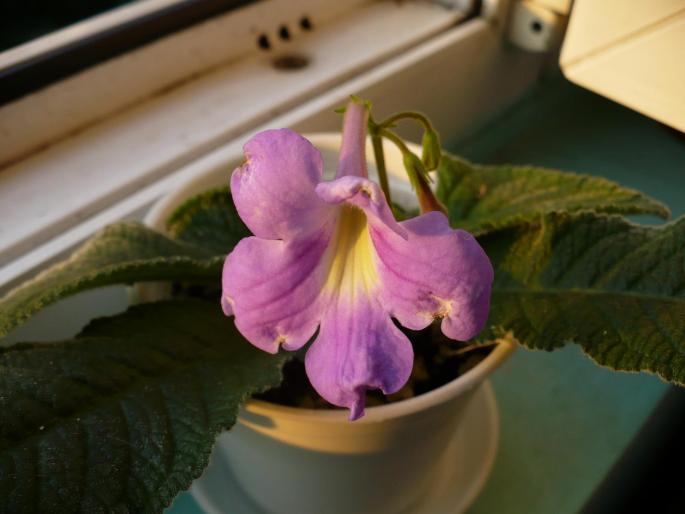 Streptocarpus lila cu ochi galben