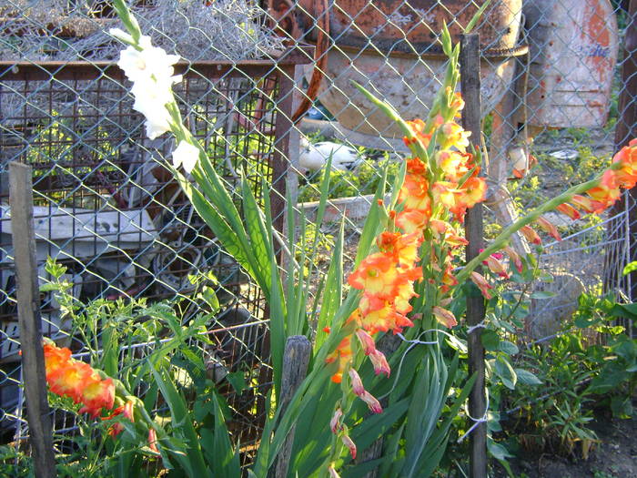 DSC02089 - gladiole