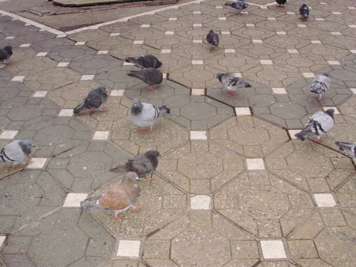 P9040079 - 18g Timisoara