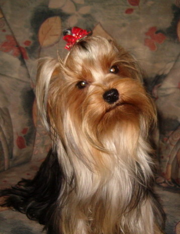 yorkshire - Yorkshire terrier