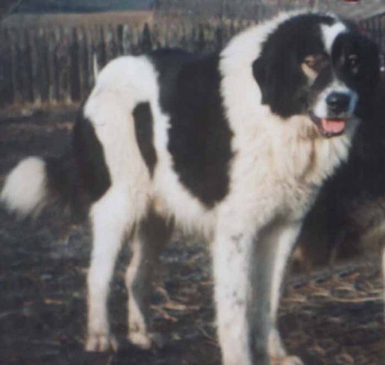 bour_m - campioni ciobanesc romanesc