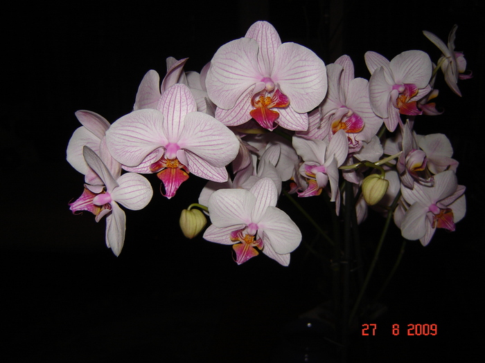 DSC02647 - flori