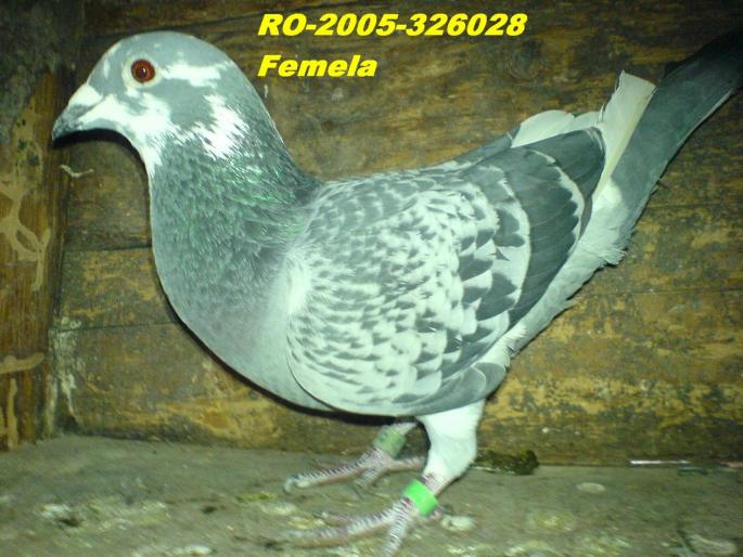RO-2005-326028; gut pene albe-F
