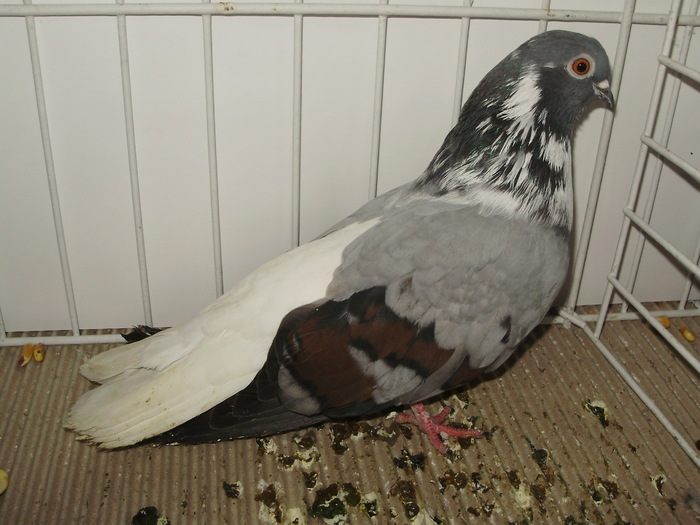 vargat 13