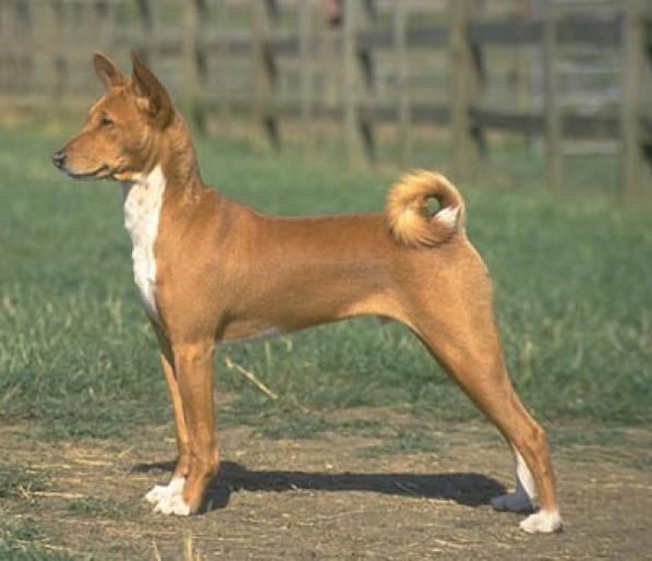 BASENJI - RASE CAINI