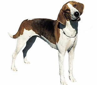 american_foxhound - Scent Hounds