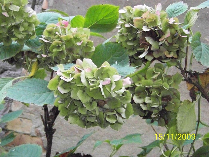 100_4533 - Toamna in curte  Timisoara