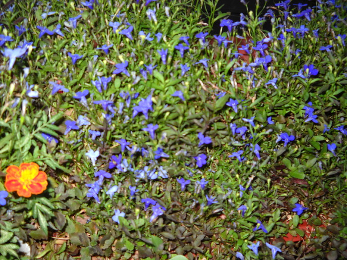 lobelia