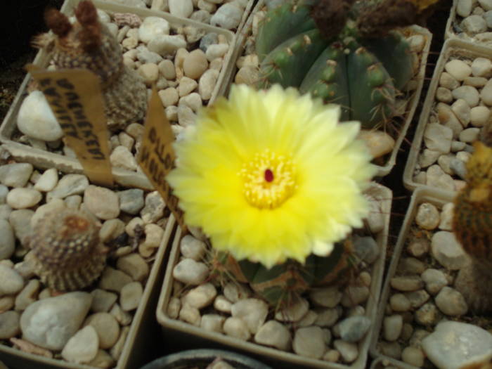 Notocactus  ottonis - Cactusi