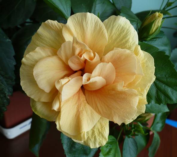 P1140965 - HIBISCUSI