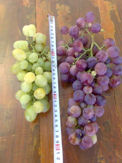 regina viilor si cardinal