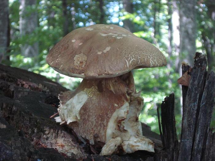 Valea Doftanei - Secaria (70)