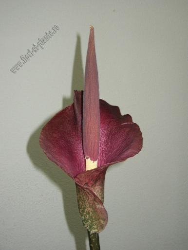 Amorhophallus konjac flower