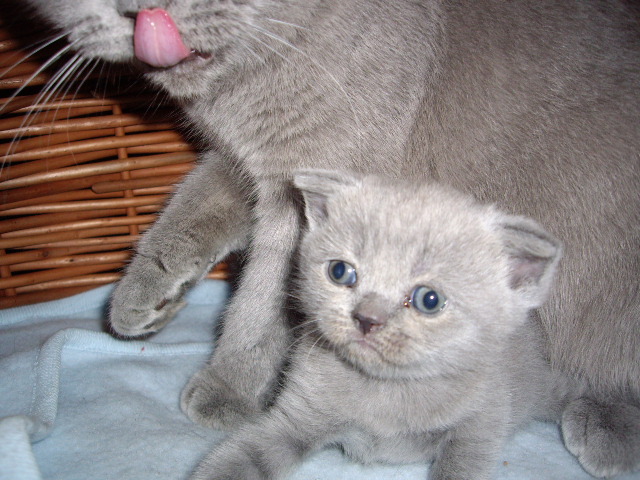 British Shorthair; Lulu si Nola la 4 sapt
