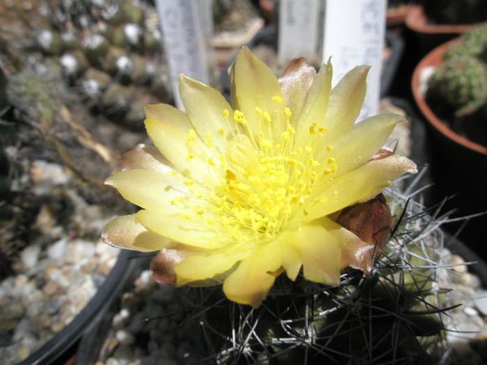 Neoporteria - floare - DIVERSE specii de cactusi