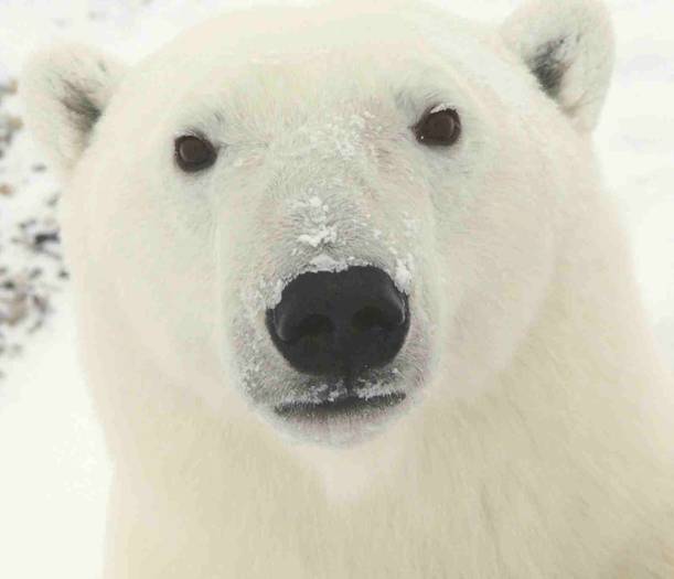Polar_Bear_03 - Polar BEARS