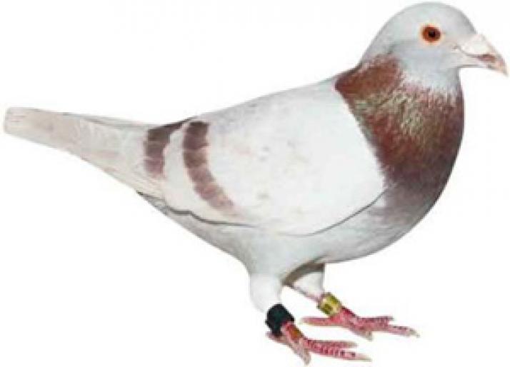 argintiu - Culorile porumbeilor