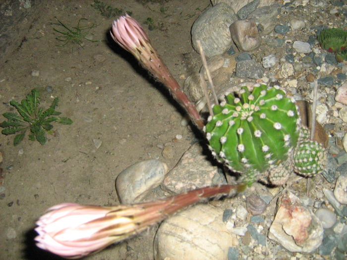 IMG_1143 - Cactusi la mosie14 sept 2009