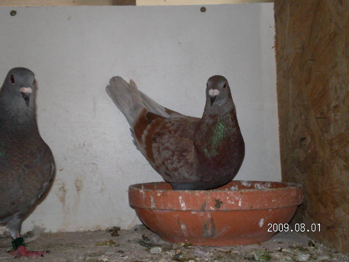 98 - pui porumbei 2009
