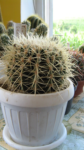 Picture 139; echinocactus grusonii
