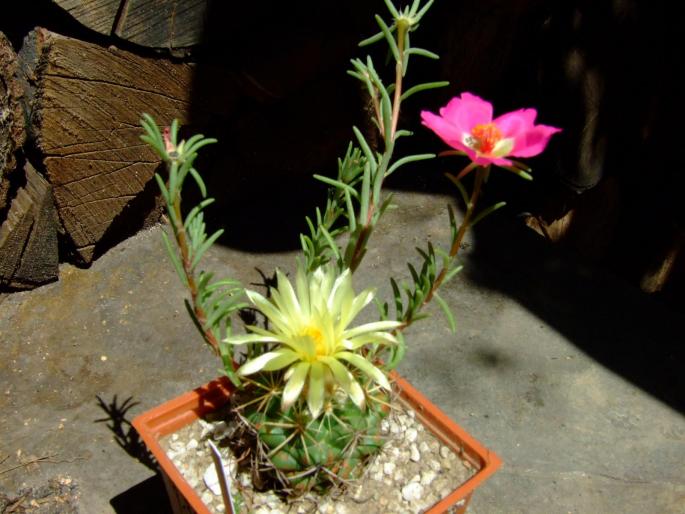 Coryphantha scolimoides - plante 2007