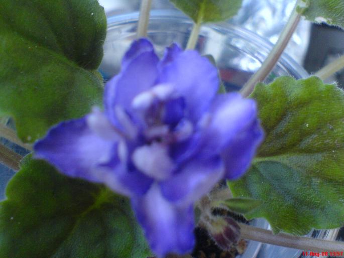 bucheye butterflies - violete 2009