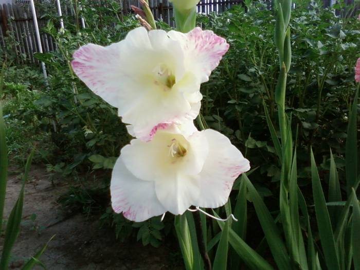 5gladiola alba - gradina de vara si de toamna amara2009