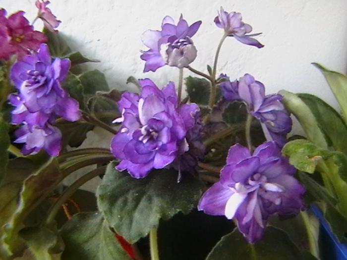 6.12 - violete 2009