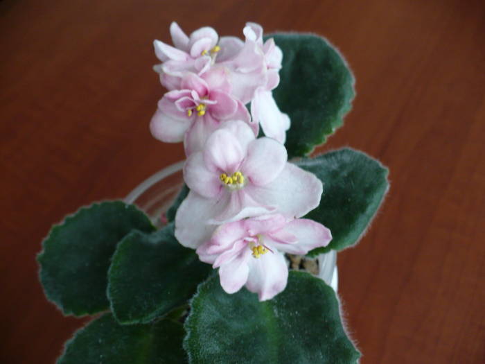 Aca s Pink Delight - Saintpaulia - violete de camera