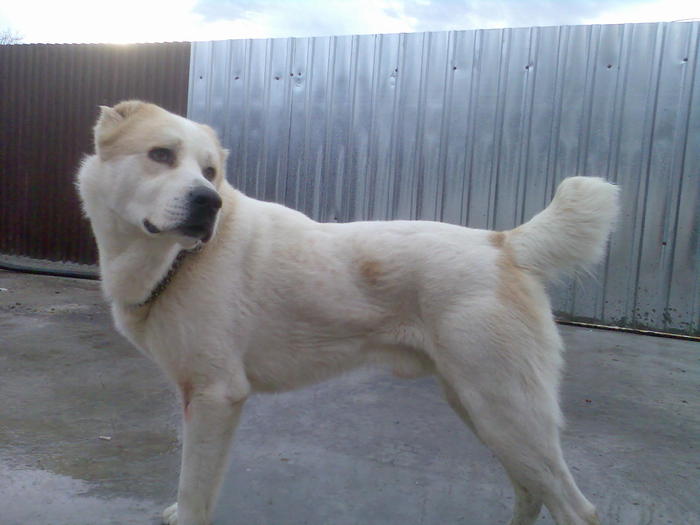 1 (5) - Ciobanesc de asia centrala- CAO -alabai- central asian shepherd dog