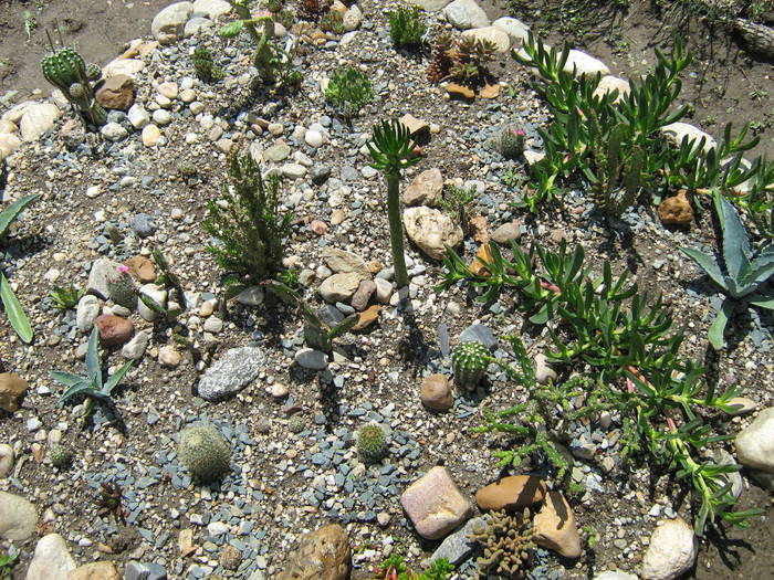 IMG_8692 - Cactusi la mosie 27 iunie 2009