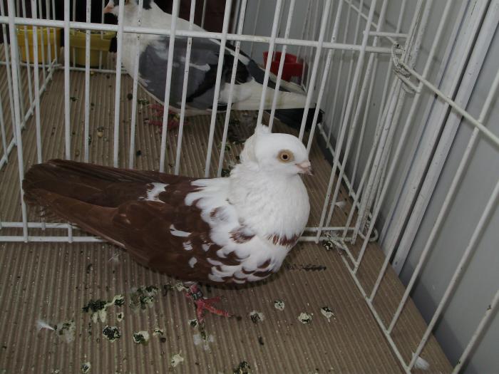 timi 1 - 1506 1 porumbei rj