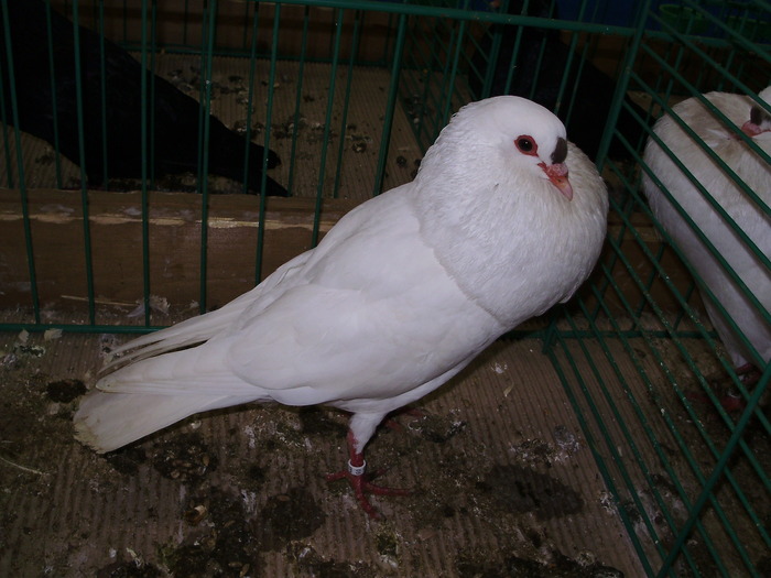 8419b sk 1